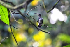 Phaethornis malaris