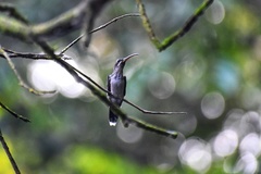 Phaethornis malaris