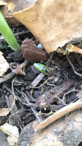 Unknown species found near Lafayette