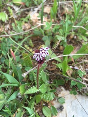 Anchusa variegata