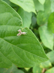Auchenorrhyncha