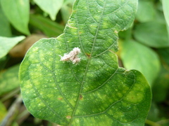 Auchenorrhyncha