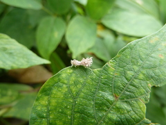 Auchenorrhyncha