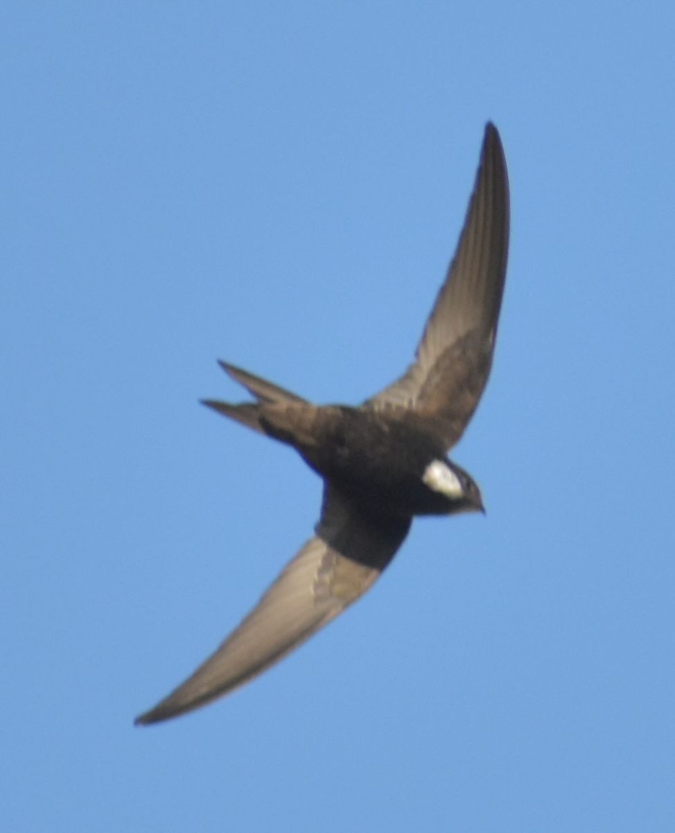 Apus apus (Linnaeus, 1758)