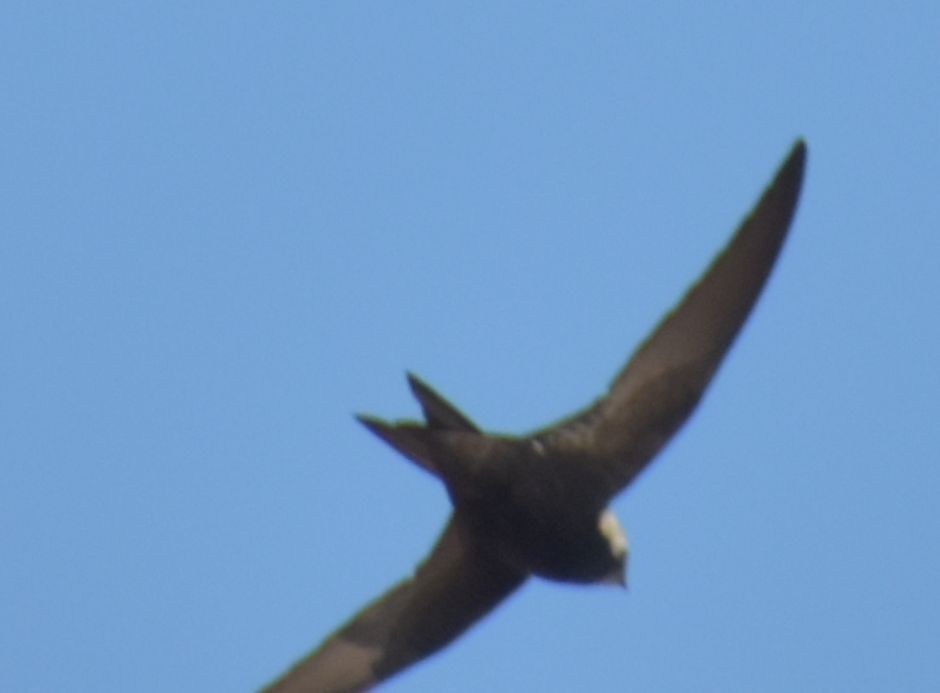 Apus apus (Linnaeus, 1758)