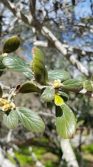 Cercocarpus traskiae
