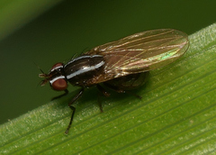 Poecilohetaerus aquilus
