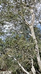 Cercocarpus traskiae