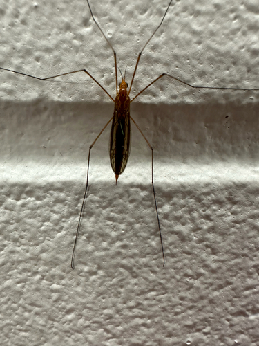 Unknown species found near USF Holly Ct, Tampa, FL, US