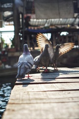 Columba livia domestica