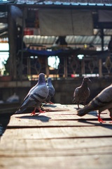 Columba livia domestica