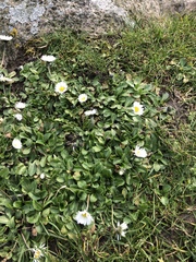Bellis perennis