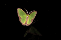 Synchlora xysteraria