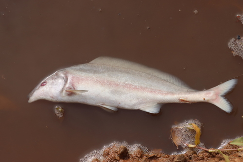 Olifantssnuitvis (Mormyrus rume) — Mormyridae — 3