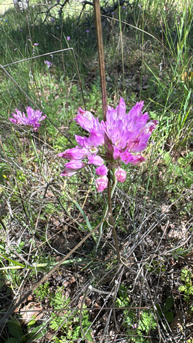 Allium serra, photograph 3