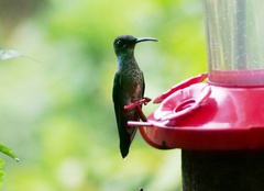Heliodoxa leadbeateri