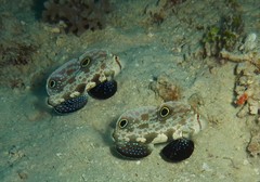 Signigobius biocellatus