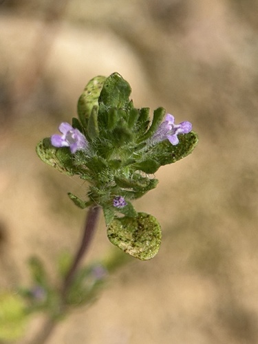 thyme-leaved pogogyne (Pogogyne serpylloides)
