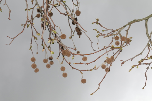 Oriental Plane (Platanus orientalis)
