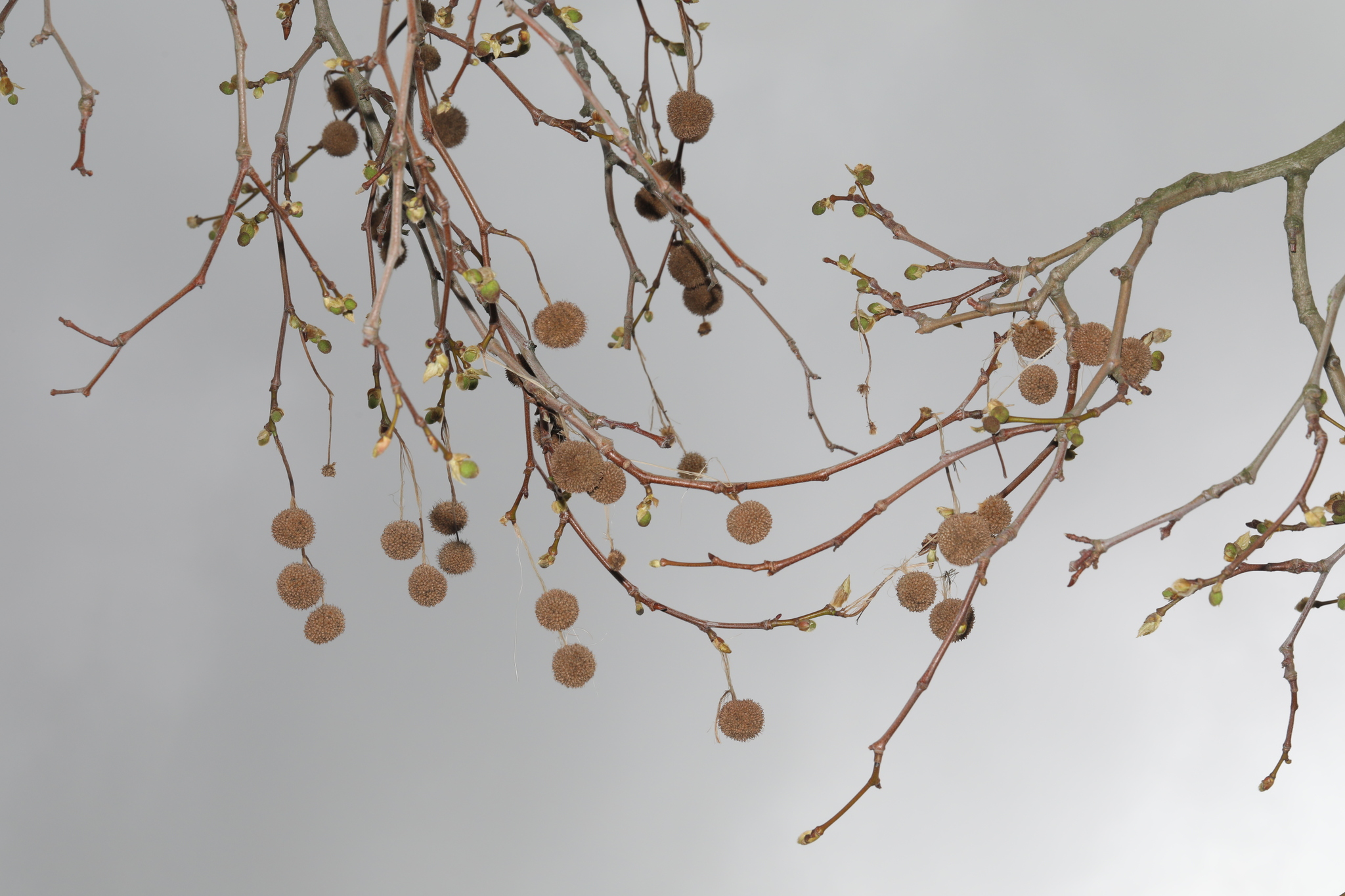 Oriental Plane (Platanus orientalis)