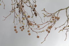 Orientalische Platane (Platanus orientalis)