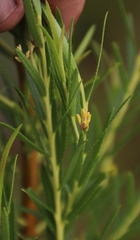 Empleurum unicapsulare