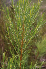 Empleurum unicapsulare