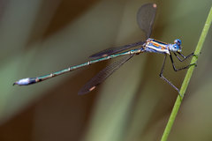 Lestes plagiatus