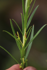 Empleurum unicapsulare