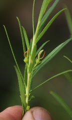 Empleurum unicapsulare