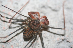 Acanthophrynus coronatus