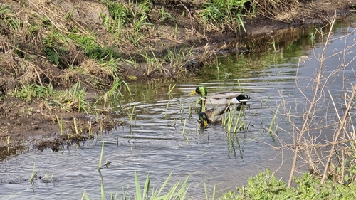 iNaturalist observation photo of Mallard