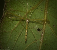 Skuseomyia eximia