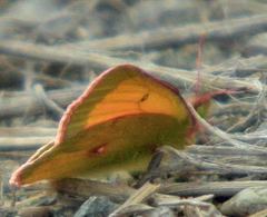 Colias canadensis