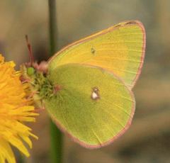 Colias canadensis