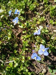 Veronica syriaca