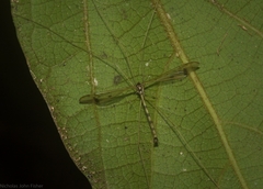 Skuseomyia eximia