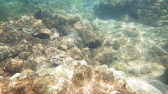 Acanthurus nigrofuscus