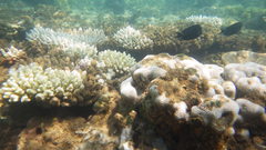 Acanthurus nigrofuscus