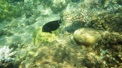 Acanthurus nigrofuscus