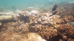 Acanthurus nigrofuscus