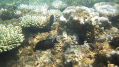 Acanthurus nigrofuscus