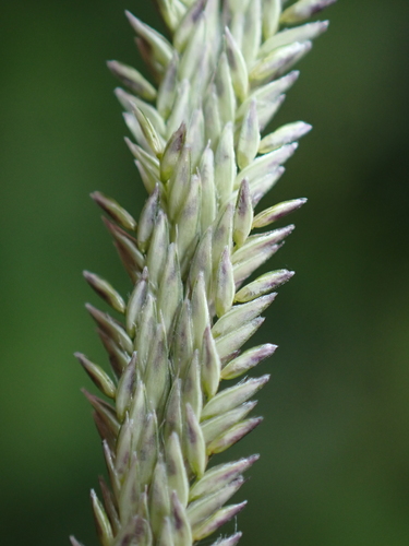 Leptochloa virgata observed 2026-03-27
