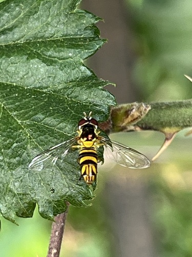 Unknown species found near Rice Military, Houston, TX, USA