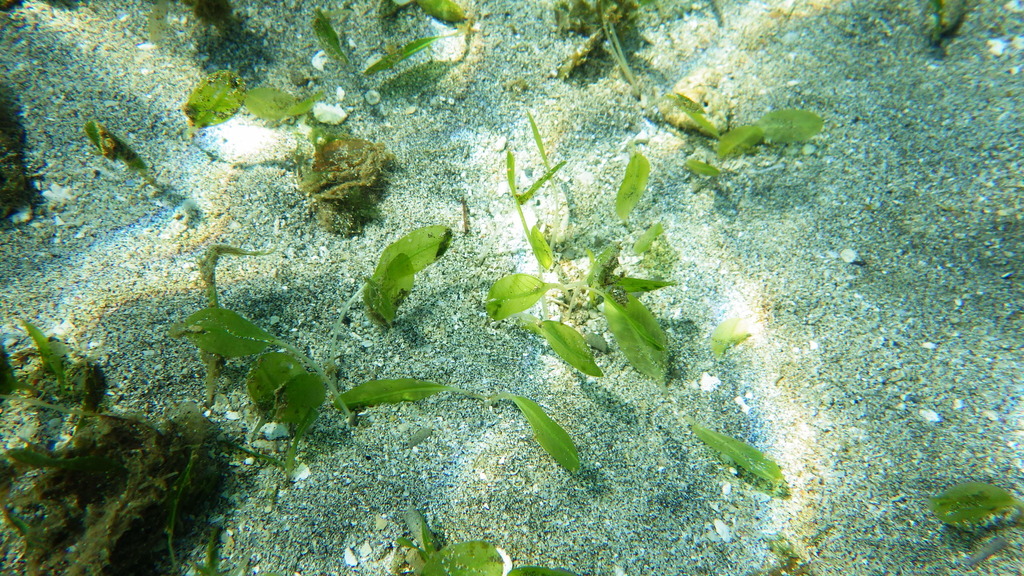 Halophila minor