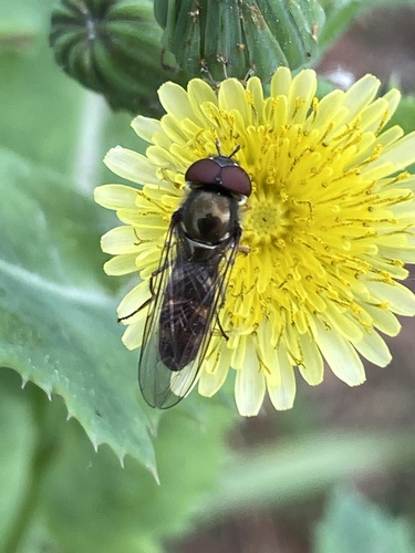 Unknown species found near Putah Creek, Winters, CA, US