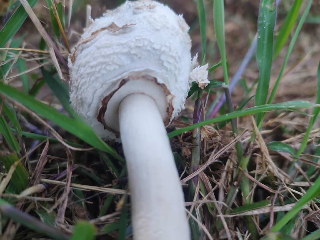 Chlorophyllum molybdites · March 2026 · photo: © isabelle29056 (iNaturalist, cc0)