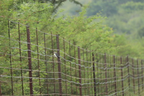 White-crested Helmetshrike (Prionops plumatus), photo 3