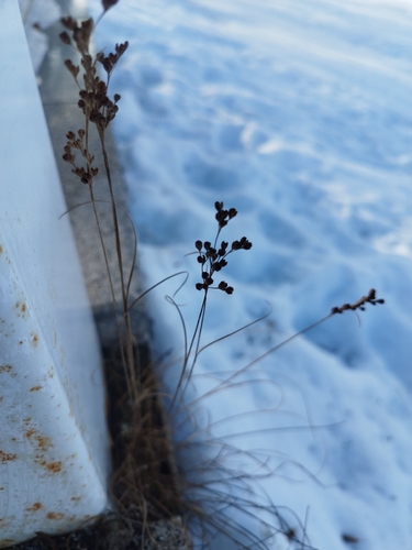 Flattened Rush (Juncus compressus)