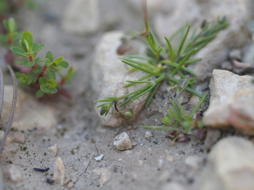 Annual Pearlwort (Sagina apetala)